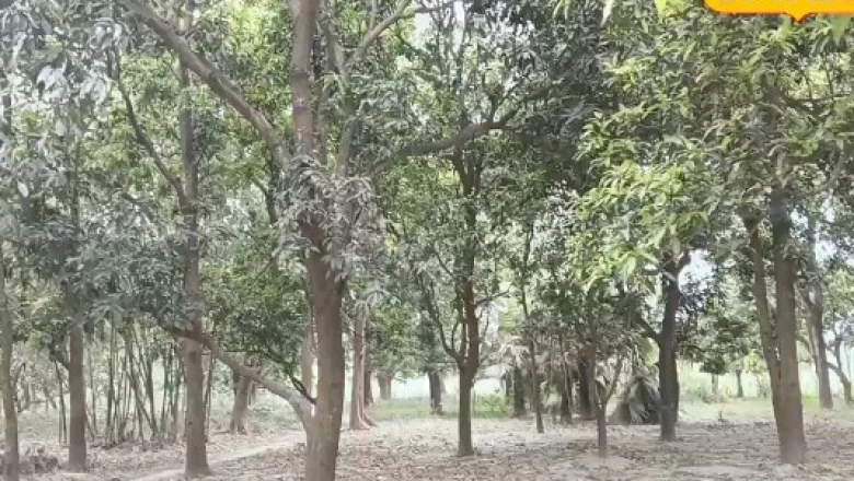 आम की खेती में मनोज का कमाल: फ्री कैल्शियम फॉर्मूले से बढ़ाएं मुनाफा
