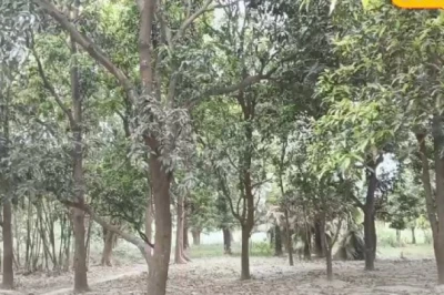 आम की खेती में मनोज का कमाल: फ्री कैल्शियम फॉर्मूले से बढ़ाएं मुनाफा