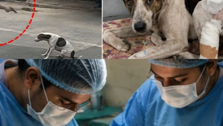 Meerut में कुत्ते पर फायरिंग करने वाला Shami गिरफ्तार, पुलिस की कार्रवाई पर NGO ने जताया आभार