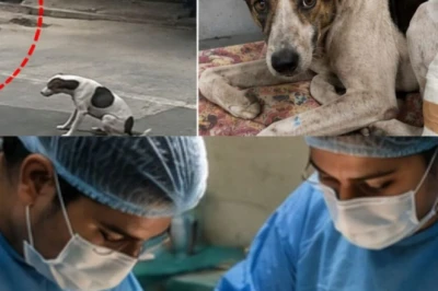 Meerut में कुत्ते पर फायरिंग करने वाला Shami गिरफ्तार, पुलिस की कार्रवाई पर NGO ने जताया आभार