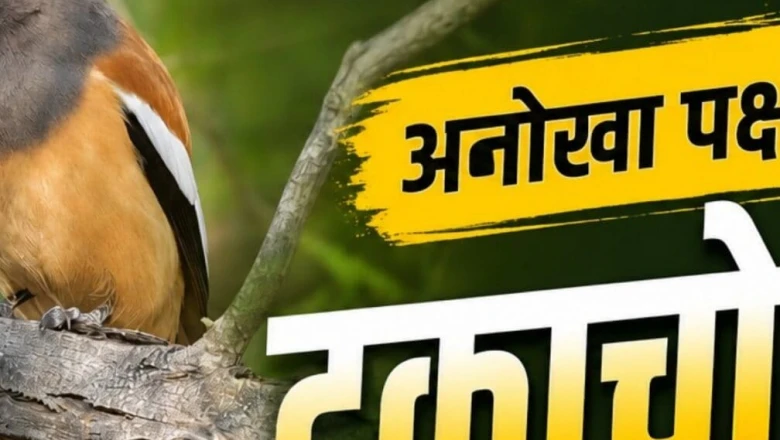 Kealadeo National Park में दिखा अनोखा पक्षी, बाघ के मुंह से छीन लेता है मांस का टुकड़ा