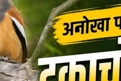 Kealadeo National Park में दिखा अनोखा पक्षी, बाघ के मुंह से छीन लेता है मांस का टुकड़ा