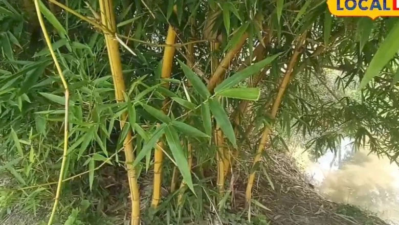 बांस की इन खास वैरायटी से होगी तगड़ी कमाई, फर्नीचर मार्केट में है भारी डिमांड
