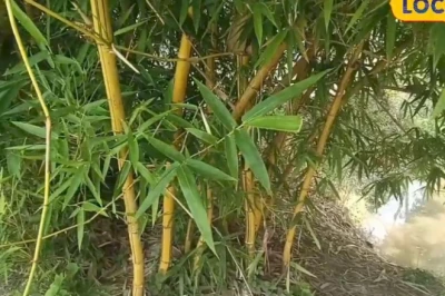 बांस की इन खास वैरायटी से होगी तगड़ी कमाई, फर्नीचर मार्केट में है भारी डिमांड