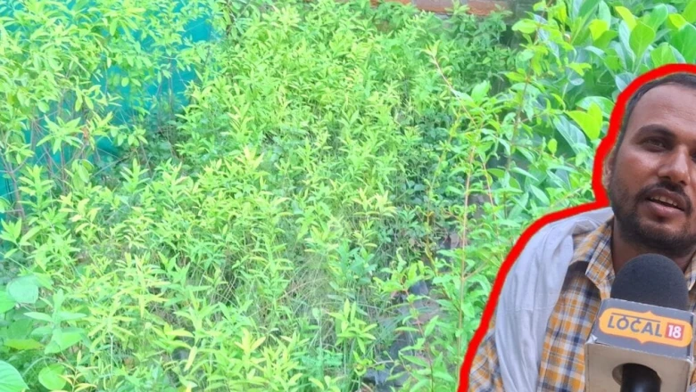 एक बीघा खेत खाली है तो लगा दें यह जादुई पेड़, 15 साल में बनेंगे करोड़पति!