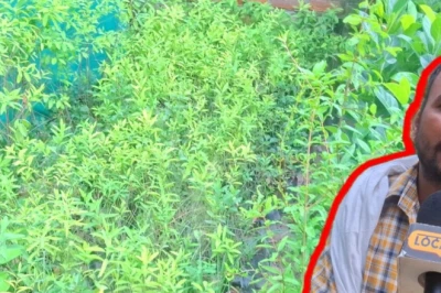 एक बीघा खेत खाली है तो लगा दें यह जादुई पेड़, 15 साल में बनेंगे करोड़पति!