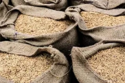 Jeera Storage Tips: मानसून में खराब नहीं होगा जीरा, किसानों के लिए सुरक्षित भंडारण के आसान तरीके