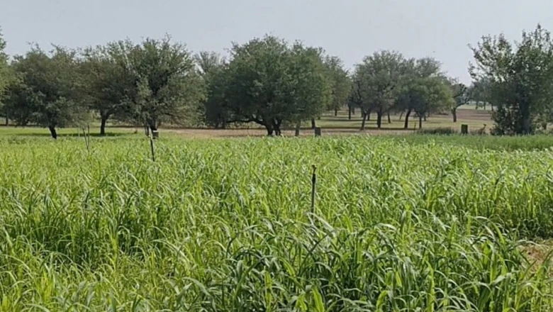 Agriculture Tips: फसल को कीटों और बीमारियों से बचाना है? पहचान और बचाव के लिए एक्सपर्ट की सलाह
