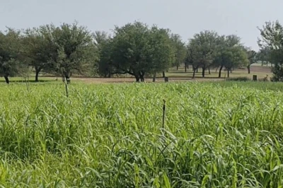 Agriculture Tips: फसल को कीटों और बीमारियों से बचाना है? पहचान और बचाव के लिए एक्सपर्ट की सलाह