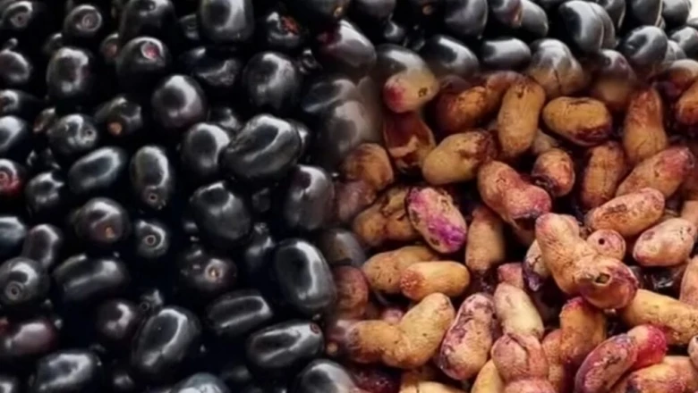 Jamun Seeds के फायदे: डायबिटीज से लेकर पेट की बीमारियों तक, जामुन की गुठली के हैं हैरान कर देने वाले असर