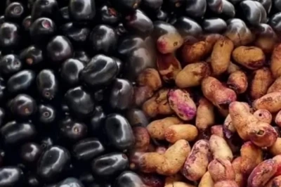 Jamun Seeds के फायदे: डायबिटीज से लेकर पेट की बीमारियों तक, जामुन की गुठली के हैं हैरान कर देने वाले असर