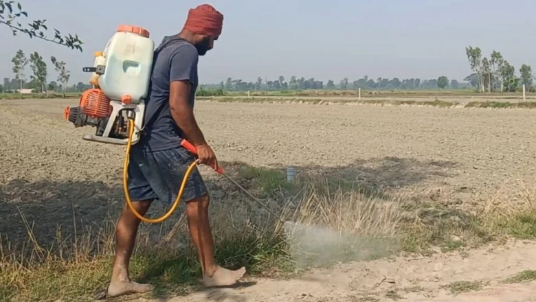 धान की रोपाई से पहले खेत की मेड़ों की सफाई क्यों है जरूरी? जानिए एक्सपर्ट सलाह