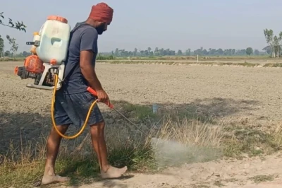 धान की रोपाई से पहले खेत की मेड़ों की सफाई क्यों है जरूरी? जानिए एक्सपर्ट सलाह