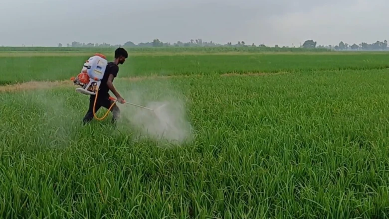 Paddy Farming की लागत कम करने का तरीका: नर्सरी में ही अपनाएं यह खास तकनीक