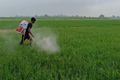 Paddy Farming की लागत कम करने का तरीका: नर्सरी में ही अपनाएं यह खास तकनीक