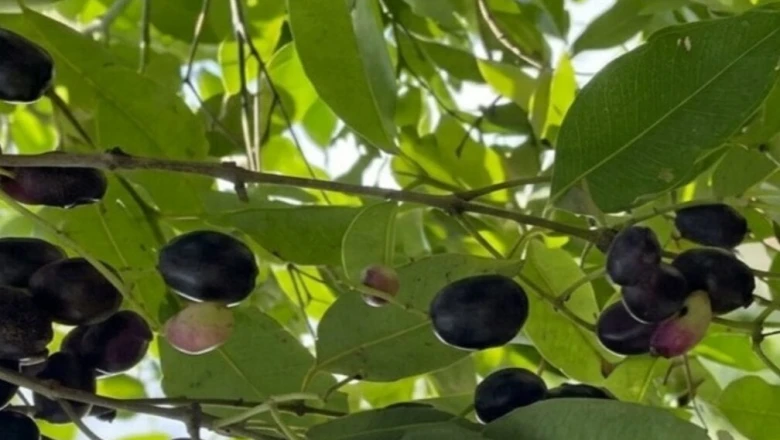 Jamun के पेड़ में डालें यह खास चीज, दोगुना बड़ा और रसीला होगा फल