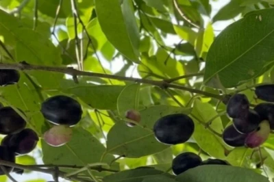 Jamun के पेड़ में डालें यह खास चीज, दोगुना बड़ा और रसीला होगा फल