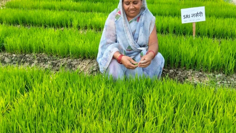 SRI विधि: कम लागत में धान की बंपर पैदावार, महिला किसान Girija Devi ने पेश की नई मिसाल