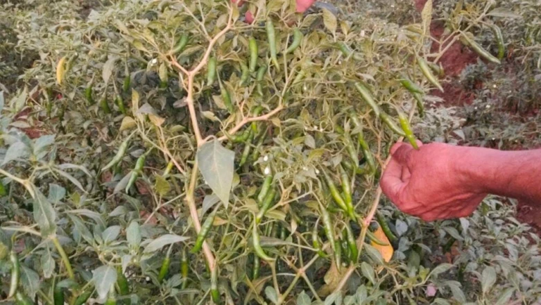 Monsoon में कम लागत और कम रिस्क में हरी मिर्च की खेती से पाएं 2 लाख रुपये तक का मुनाफा