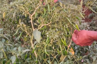 Monsoon में कम लागत और कम रिस्क में हरी मिर्च की खेती से पाएं 2 लाख रुपये तक का मुनाफा