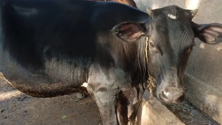 बरसात के दौरान गाय और भैंस के चारे में करें बदलाव, दूध का उत्पादन रहेगा बरकरार