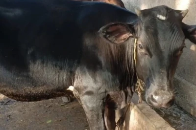 बरसात के दौरान गाय और भैंस के चारे में करें बदलाव, दूध का उत्पादन रहेगा बरकरार