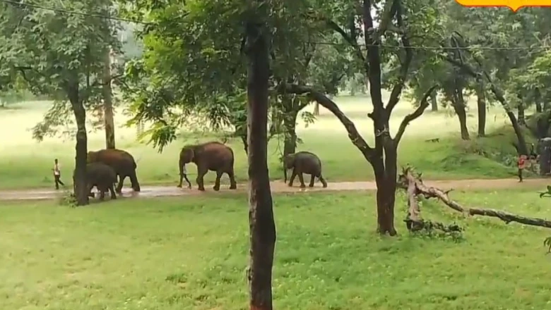 Palamu Tiger Reserve में हाथियों की खास विरासत और पर्यटकों का बढ़ा आकर्षण