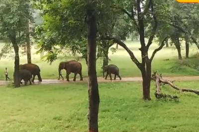 Palamu Tiger Reserve में हाथियों की खास विरासत और पर्यटकों का बढ़ा आकर्षण