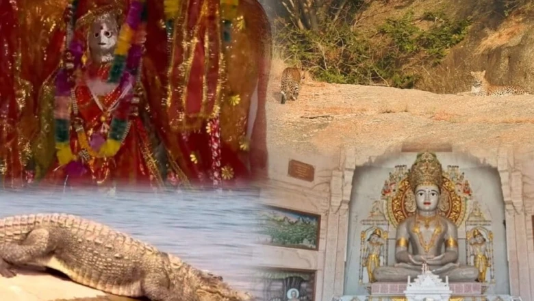बारिश में किसी जन्नत से कम नहीं पाली का यह शहर, जवाई के तेंदुओं से लेकर प्राचीन मंदिरों और झीलों तक 5 अनोखे अनुभव