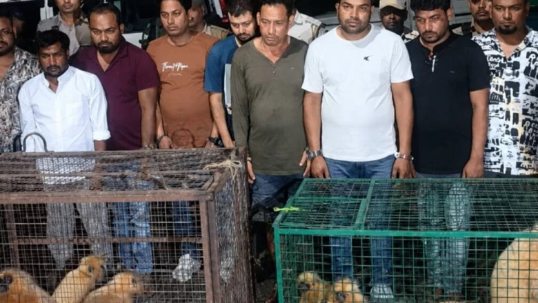 Assam: 9 तस्कर गिरफ्तार, 8 दुर्लभ Golden Langurs को तस्करों के चंगुल से कराया गया मुक्त