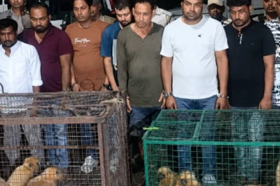 Assam: 9 तस्कर गिरफ्तार, 8 दुर्लभ Golden Langurs को तस्करों के चंगुल से कराया गया मुक्त