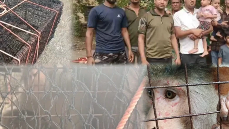 Bhilwara: 2 महीने तक दहशत फैलाने वाला बंदर आखिरकार वन विभाग के हत्थे चढ़ा