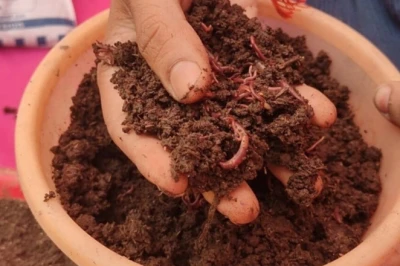 Chhapra के Rahul Sharma ने गोबर से तैयार की Organic खाद, 9 लाख की कमाई के साथ शुरू किया सफल कारोबार