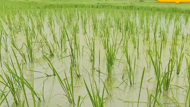 मानसून की देरी से किसानों की बढ़ी परेशानी, धान की सीधी बुआई में इन बातों का रखें खास ख्याल