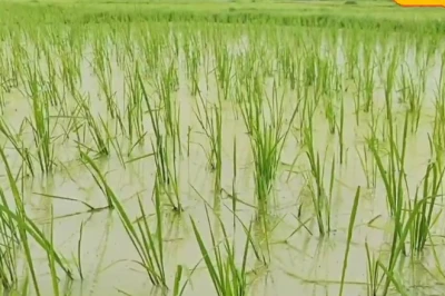 मानसून की देरी से किसानों की बढ़ी परेशानी, धान की सीधी बुआई में इन बातों का रखें खास ख्याल