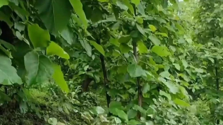 Teak planting: सागवान की खेती से कैसे करें लाखों की कमाई? जानिए सही समय और पूरा तरीका