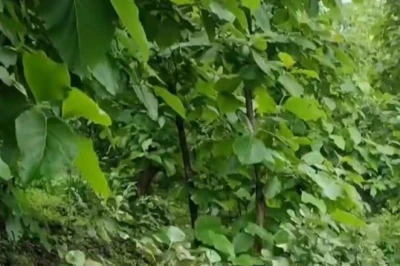 Teak planting: सागवान की खेती से कैसे करें लाखों की कमाई? जानिए सही समय और पूरा तरीका