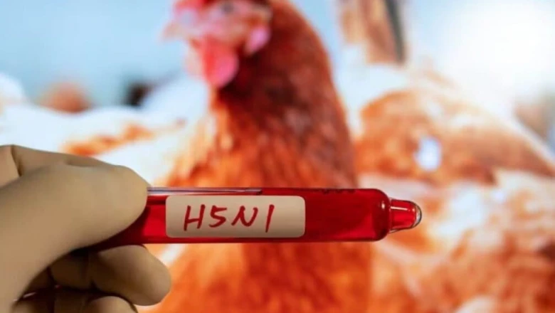 ऑस्ट्रेलिया में भी दस्तक दे चुका है Bird Flu, पहली बार मिला संदिग्ध मामला