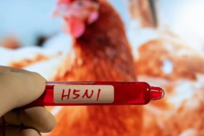 ऑस्ट्रेलिया में भी दस्तक दे चुका है Bird Flu, पहली बार मिला संदिग्ध मामला