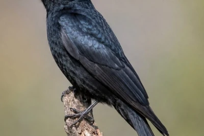 जंगल का रक्षक: जानिए क्यों ब्लैक ड्रोंगो को कहा जाता है पक्षियों का कोतवाल