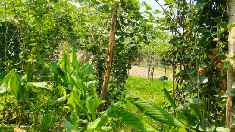मिश्रित खेती का कमाल: परवल के साथ हल्दी उगाकर लाखों की कमाई कर रहे गोंडा के किसान