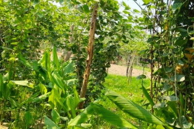मिश्रित खेती का कमाल: परवल के साथ हल्दी उगाकर लाखों की कमाई कर रहे गोंडा के किसान