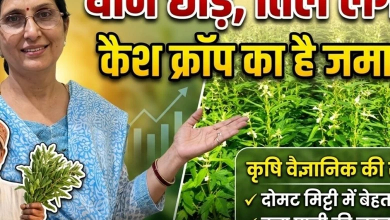 खेती में बड़ा मुनाफा: धान की जगह तिल उगाकर कमाएं मोटी कमाई, जानिए कृषि वैज्ञानिकों की सलाह