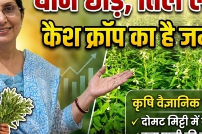 खेती में बड़ा मुनाफा: धान की जगह तिल उगाकर कमाएं मोटी कमाई, जानिए कृषि वैज्ञानिकों की सलाह
