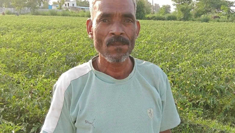 फरीदाबाद: भिंडी की फसल पर रहस्यमयी कीटों का कहर, लाखों की लागत डूबी