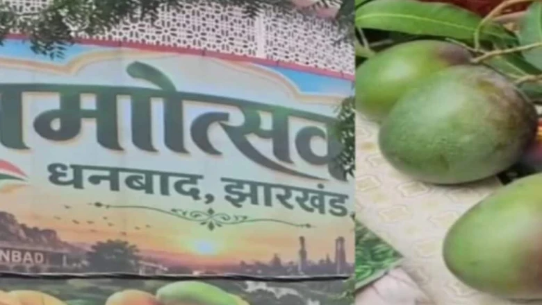 धनबाद के आम महोत्सव में मियाजाकी आम ने बटोरी सुर्खियां, तीन लाख रुपये प्रति किलो है कीमत