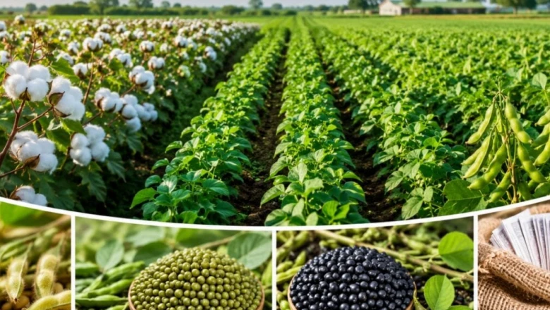 Agriculture Tips: 1 खेत, 4 फसलें और दोगुनी कमाई! कपास के साथ करें ये खेती, हो जाएंगे मालामाल