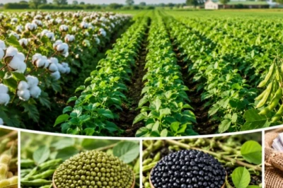 Agriculture Tips: 1 खेत, 4 फसलें और दोगुनी कमाई! कपास के साथ करें ये खेती, हो जाएंगे मालामाल