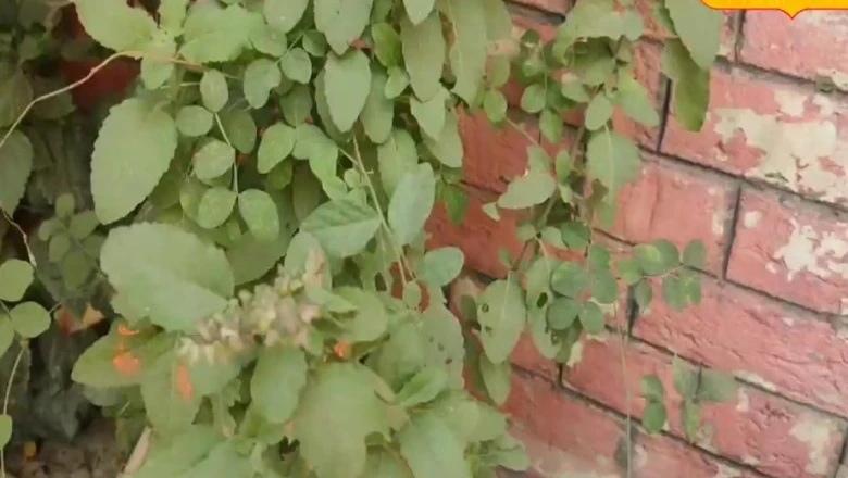 Tulsi plant को सालभर रखना है हरा-भरा, तो अपनाएं यह खास घरेलू नुस्खा