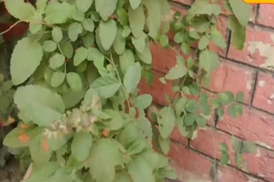 Tulsi plant को सालभर रखना है हरा-भरा, तो अपनाएं यह खास घरेलू नुस्खा